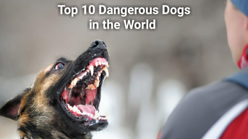 Top 10 Dangerous Dogs Breeds in the World | दुनिया के सबसे खतरनाक कुत्ते