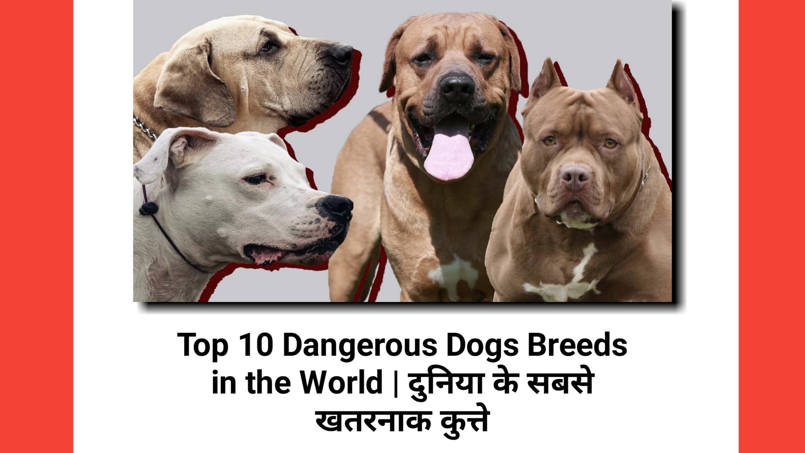 Top 10 Dangerous Dogs Breeds in the World | दुनिया के सबसे खतरनाक कुत्ते